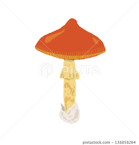 Hand-drawn illustration of Amanita caesarea (single mushroom, round cap) 138858264