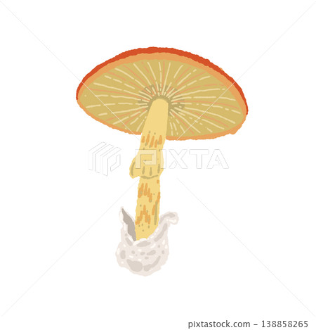 手繪插圖素材，描繪的是凱撒鵝膏菌（單一標本，腹面，菌褶） 138858265