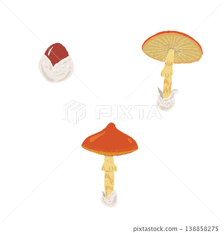 手繪插圖，描繪了三朵幼小的凱撒鵝膏菌。 138858275