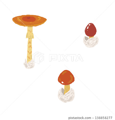 Hand-drawn illustrations of three Amanita caesarea mushrooms (in their growth stages) 138858277