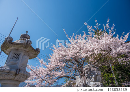 Cherry blossoms at Fuji Omuro Sengen Shrine Cherry blossoms at Fuji Omuro Sengen Shrine 138858289