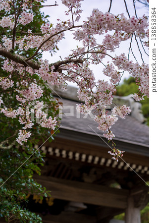 Scenery with cherry blossoms Scenery with cherry blossoms 138858364