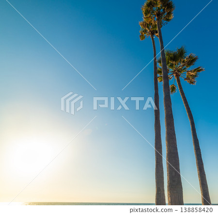 Palm trees by the ocean at sunset in Newport Beach Palm trees by the ocean at sunset in Newport Beach 138858420