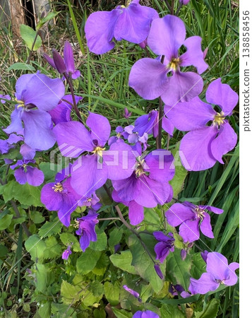Beautiful purple radish flowers, a scene of radishes growing in clusters in a spring field, the four petals of a blooming purple mustard flower. Beautiful purple radish flowers, a scene of radishes growing in clusters in a spring field, the four petals of a blooming purple mustard flower. 138858456