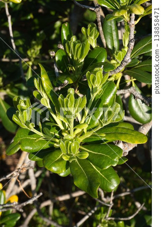 New shoots of Pittosporum tobira - April 2026 New shoots of Pittosporum tobira - April 2026 138858471
