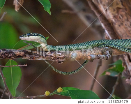 One chrysopelea, flying or gliding snake, on a tree, Phuket, Thailand One chrysopelea, flying or gliding snake, on a tree, Phuket, Thailand 138858479