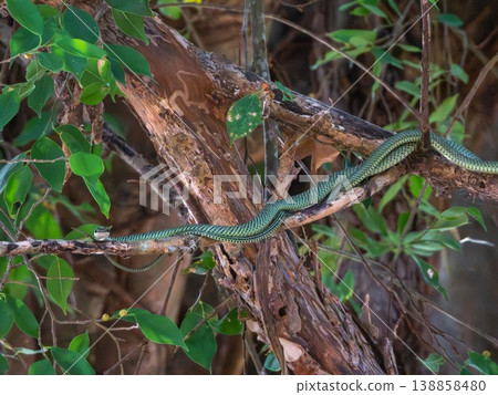 Chrysopelea, flying or gliding snake, on a tree, Phuket, Thailand Chrysopelea, flying or gliding snake, on a tree, Phuket, Thailand 138858480
