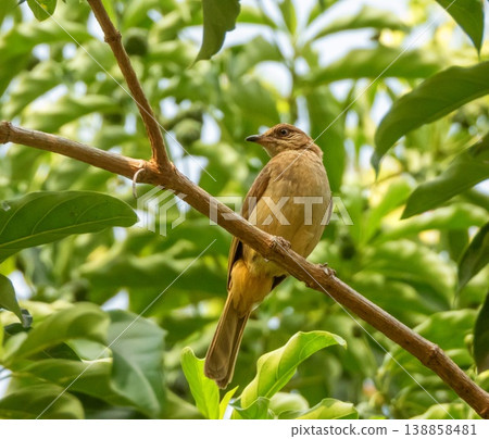 Streak-eared bulbul bird, Pycnonotus conradi, on a branch, Phuket, Thainland Streak-eared bulbul bird, Pycnonotus conradi, on a branch, Phuket, Thainland 138858481