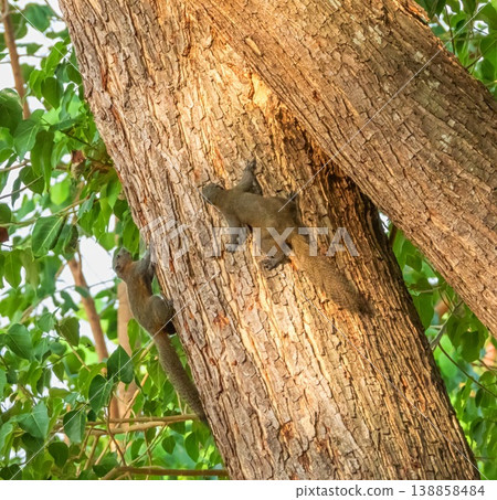 Two red squirrels, sciurus vulgaris, playing on a tree branch, Phuket, Thailnad Two red squirrels, sciurus vulgaris, playing on a tree branch, Phuket, Thailnad 138858484