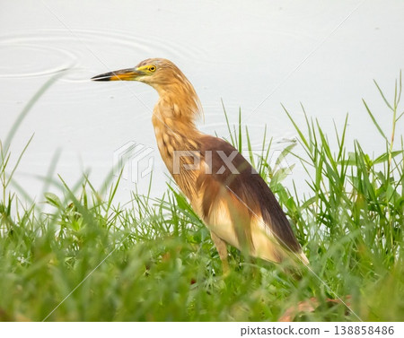 Squacco heron bird, Ardeola ralloides, Phuket, Thailand 138858486