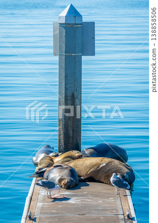 Sea lions and seagulls on a wooden wharf in Oceanside 138858506
