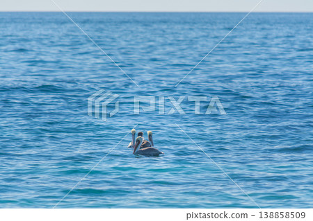Group of pelicans floating on the ocean in California Group of pelicans floating on the ocean in California 138858509