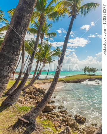 Palm trees by the blue sea in Guadeloupe 138858577