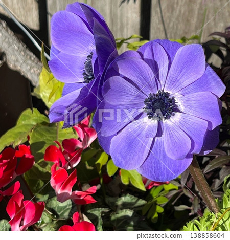 Large purple flowers, purple anemone flowers 138858604