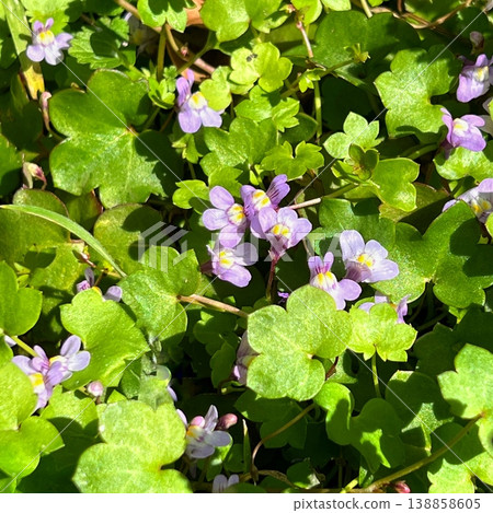 Small purple flowers, small purple flowers blooming on ivy Small purple flowers, small purple flowers blooming on ivy 138858605