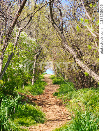 A straight tunnel path surrounded by greenery and trees. A straight tunnel path surrounded by greenery and trees. 138858606