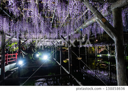 點燈活動~龜戶天神紫藤祭第2部~ 點燈活動~龜戶天神紫藤祭第2部~ 138858636
