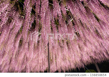 足利花卉公園燈光秀 - 第五部分 138858654