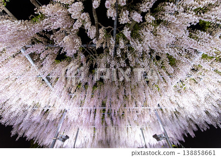 Light-up at Ashikaga Flower Park - 13 Light-up at Ashikaga Flower Park - 13 138858661