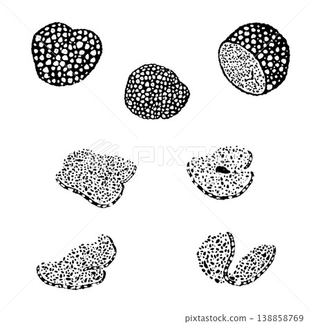 黑松露變種單色手繪插畫素材 黑松露變種單色手繪插畫素材 138858769