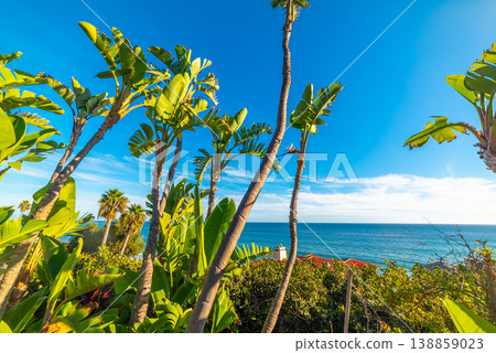 Tropical vegetation by the sea in Malibu. Tropical vegetation by the sea in Malibu. 138859023