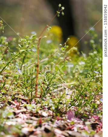 Bright and beautiful horsetail and field horsetail 138859042