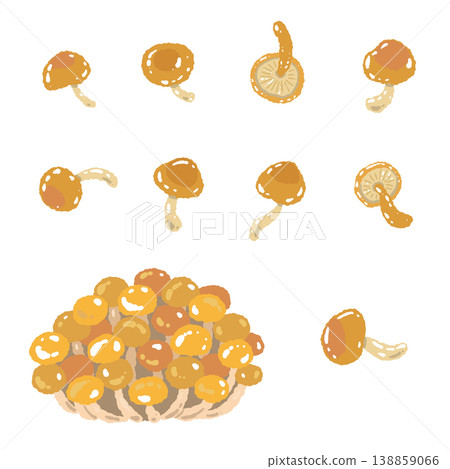 手繪插圖素材，用於展示滑子菇的各種變體 138859066