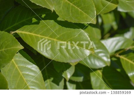 Laurel cherry Laurel cherry 138859169