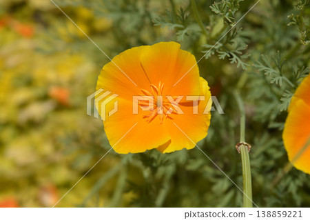 Golden poppy flower 138859221