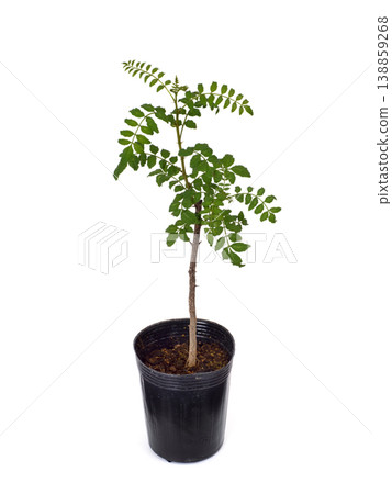 Japanese pepper seedlings 138859268