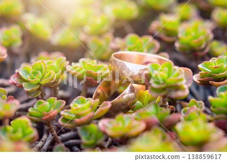 Golden wedding rings on on small succulents 138859617