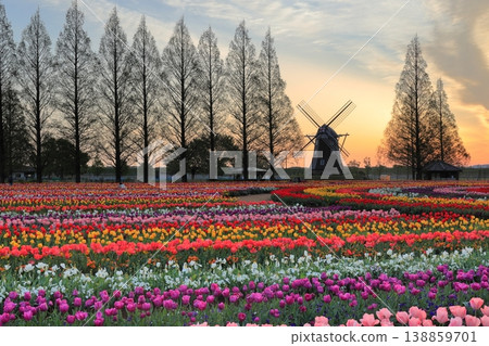 Windmills and tulip fields at dawn in Akebonoyama Agricultural Park Windmills and tulip fields at dawn in Akebonoyama Agricultural Park 138859701