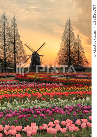 Windmills and tulip fields at dawn in Akebonoyama Agricultural Park 138859704