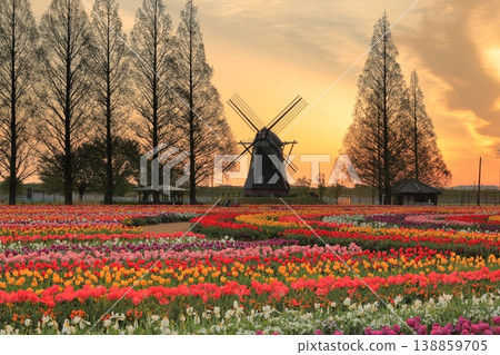 Windmills and tulip fields at dawn in Akebonoyama Agricultural Park Windmills and tulip fields at dawn in Akebonoyama Agricultural Park 138859705