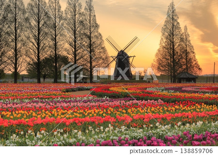 Windmills and tulip fields at dawn in Akebonoyama Agricultural Park 138859706