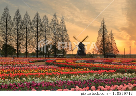 Windmills and tulip fields at dawn in Akebonoyama Agricultural Park 138859712