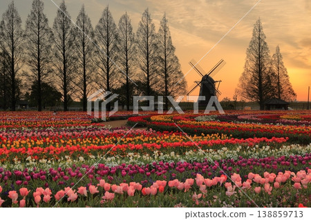 Windmills and tulip fields at dawn in Akebonoyama Agricultural Park 138859713