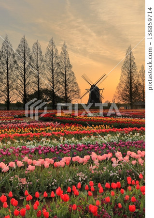Windmills and tulip fields at dawn in Akebonoyama Agricultural Park 138859714