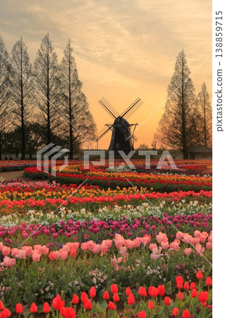 Windmills and tulip fields at dawn in Akebonoyama Agricultural Park 138859715