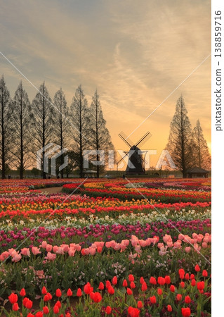 Windmills and tulip fields at dawn in Akebonoyama Agricultural Park 138859716