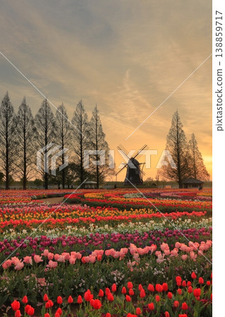 Windmills and tulip fields at dawn in Akebonoyama Agricultural Park Windmills and tulip fields at dawn in Akebonoyama Agricultural Park 138859717
