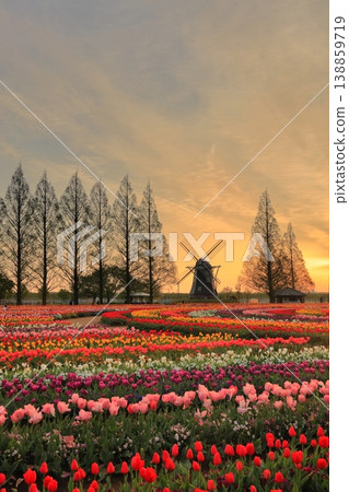 Windmills and tulip fields at dawn in Akebonoyama Agricultural Park 138859719