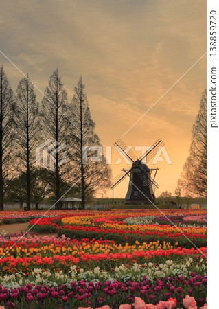 Windmills and tulip fields at dawn in Akebonoyama Agricultural Park Windmills and tulip fields at dawn in Akebonoyama Agricultural Park 138859720