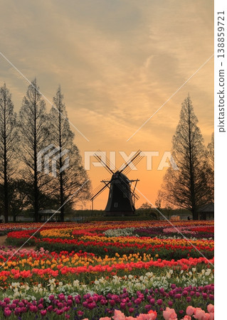 Windmills and tulip fields at dawn in Akebonoyama Agricultural Park 138859721
