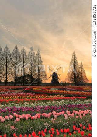 Windmills and tulip fields at dawn in Akebonoyama Agricultural Park Windmills and tulip fields at dawn in Akebonoyama Agricultural Park 138859722