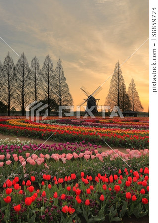 曙山農業公園的黎明時分,風車和鬱金香花田盡收眼底。 曙山農業公園的黎明時分,風車和鬱金香花田盡收眼底。 138859723