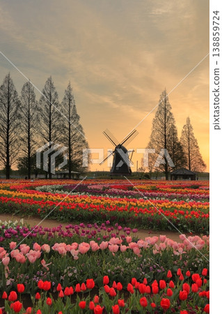 曙山農業公園的黎明時分,風車和鬱金香花田盡收眼底。 曙山農業公園的黎明時分,風車和鬱金香花田盡收眼底。 138859724