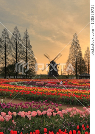 曙山農業公園的黎明時分,風車和鬱金香花田盡收眼底。 曙山農業公園的黎明時分,風車和鬱金香花田盡收眼底。 138859725