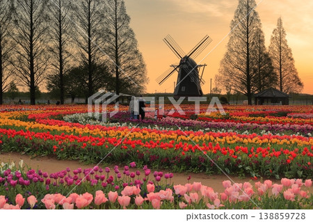 曙山農業公園的黎明時分,風車和鬱金香花田盡收眼底。 曙山農業公園的黎明時分,風車和鬱金香花田盡收眼底。 138859728