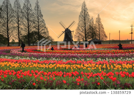 Windmills and tulip fields at dawn in Akebonoyama Agricultural Park Windmills and tulip fields at dawn in Akebonoyama Agricultural Park 138859729